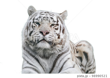 White tiger with black stripes portrait, isolated White tiger with black stripes portrait, isolated 98990521