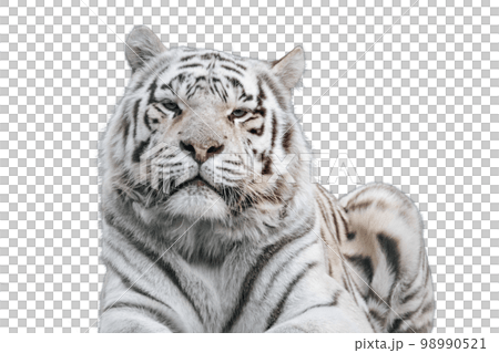 White tiger with black stripes portrait, isolated White tiger with black stripes portrait, isolated 98990521