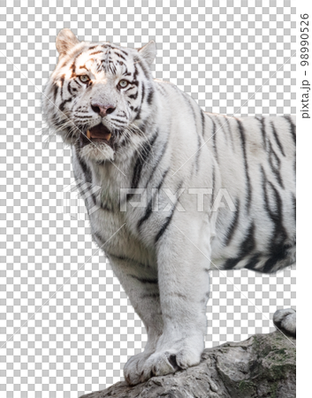 White tiger with black stripes standing on rock 98990526