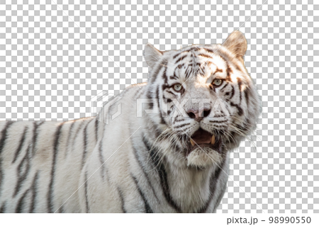 White tiger with black stripes, contrast portrait 98990550