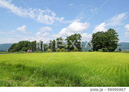 長野県 夏 茅野市 風除けの松(風除け公園) 長野県 夏 茅野市 風除けの松(風除け公園) 98990867