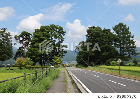 長野県 夏 茅野市 風除けの松(風除け公園) 長野県 夏 茅野市 風除けの松(風除け公園) 98990870