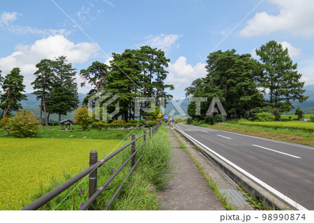 長野県 夏 茅野市 風除けの松(風除け公園) 長野県 夏 茅野市 風除けの松(風除け公園) 98990874