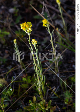 Yellow Mediterranean flowers on the background of the sea with a shallow depth of field. Helichrysum italicum 98991069
