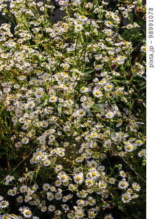 Erigeron annuus known as annual fleabane, daisy fleabane, or eastern daisy fleabane 98991078