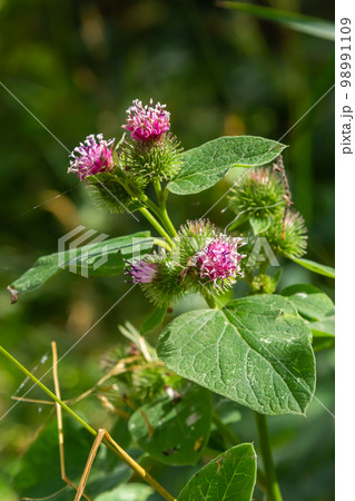 Pink flowers of prickles of a burdock. Medicinal plant. Herbal. Weed growing everywhere. Blossoming burdocks Pink flowers of prickles of a burdock. Medicinal plant. Herbal. Weed growing everywhere. Blossoming burdocks 98991109