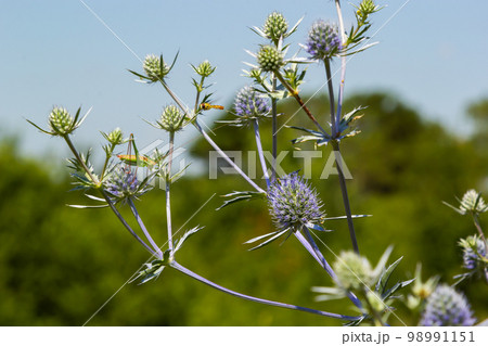 Eryngium Planum Or Blue Sea Holly - Flower Growing On Meadow. Wild Herb Plants Eryngium Planum Or Blue Sea Holly - Flower Growing On Meadow. Wild Herb Plants 98991151