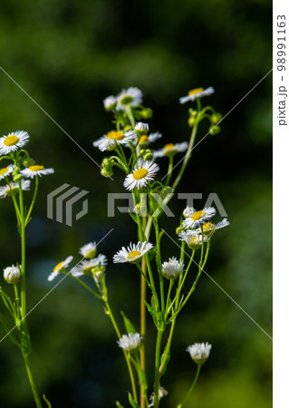 Annual fleabane Erigeron annuus, Daisy fleabane Eastern daisy fleabane herbaceous plant with closed flower buds and open blooming flowers consisting of bright white petals growing from yellow 98991163