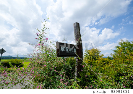 長野県 夏 茅野市 風除けの松(風除け公園) 長野県 夏 茅野市 風除けの松(風除け公園) 98991351