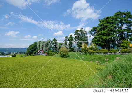 長野県　夏　茅野市　風除けの松（風除け公園） 98991355