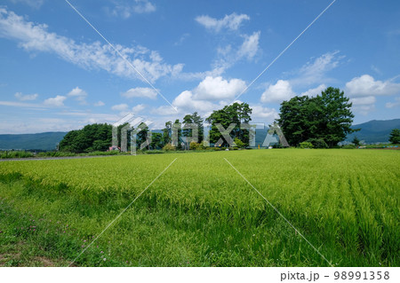 長野県 夏 茅野市 風除けの松(風除け公園) 長野県 夏 茅野市 風除けの松(風除け公園) 98991358