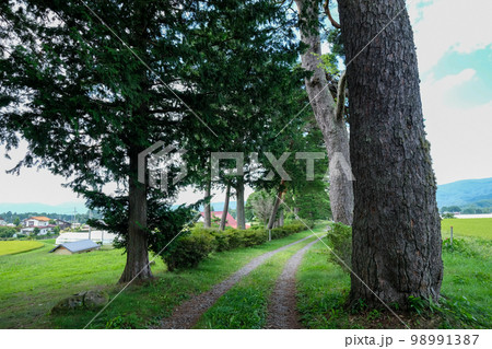 長野県　夏　茅野市　風除けの松（風除け公園） 98991387