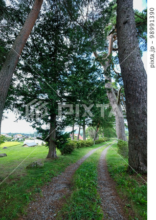 長野県 夏 茅野市 風除けの松(風除け公園) 長野県 夏 茅野市 風除けの松(風除け公園) 98991390