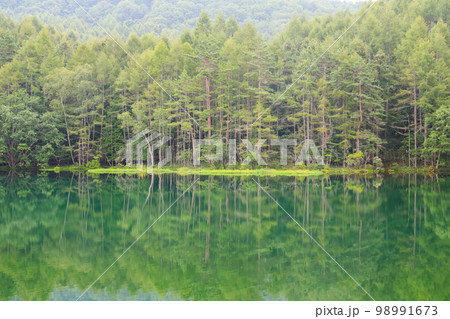 長野県　夏（8月）茅野市　御射鹿池 98991673