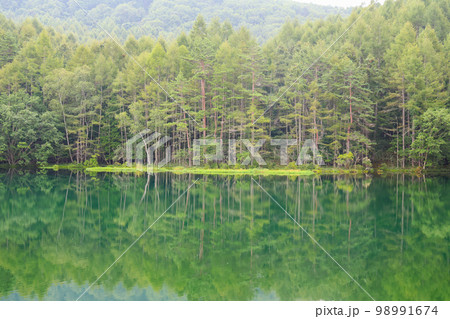 長野県　夏（8月）茅野市　御射鹿池 98991674