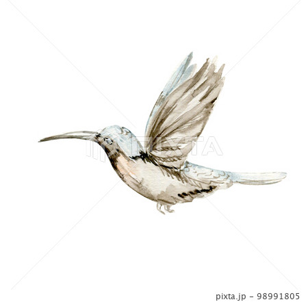 Watercolor set of hand drawn blue ummingbird. Hand-drawn  with watercolour on a white isolated background. Perfect for wedding invitation, greetings card, posters, party decor.  98991805