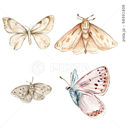 Watercolor colorful butterflies, isolated on white background. Spring illustration Tawny Monarch Butterfly.Cute hand painted fairy tale illustration for greeting cards, prints, post cards . Watercolor colorful butterflies, isolated on white background. Spring illustration Tawny Monarch Butterfly.Cute hand painted fairy tale illustration for greeting cards, prints, post cards . 98991806