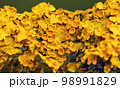 Yellow maritime sunburst lichen - Xanthoria parietina - background 98991829