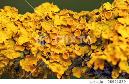 Yellow maritime sunburst lichen - Xanthoria parietina - background 98991829