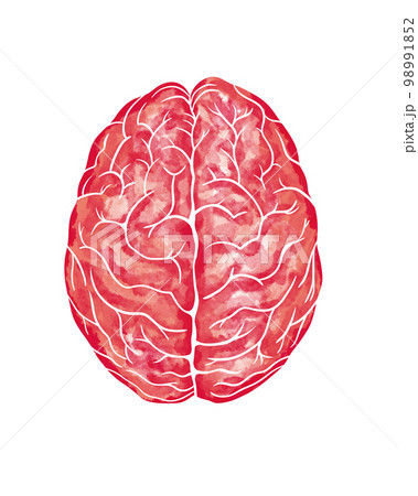 Watercolor anatomical human Brain in superior View. Brain illustration isolated on white background. Medical art Watercolor anatomical human Brain in superior View. Brain illustration isolated on white background. Medical art 98991852