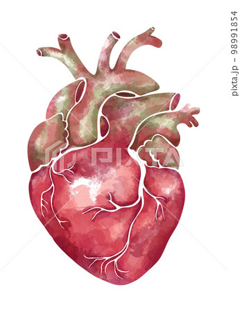 Hand-drawn watercolor anatomical heart in soft pink and green tones 98991854