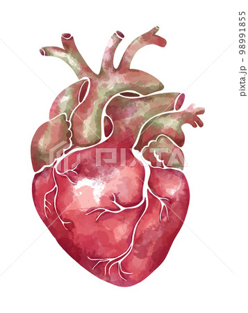 Hand-drawn watercolor anatomical heart in soft pink and green tones Hand-drawn watercolor anatomical heart in soft pink and green tones 98991855