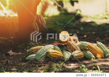 Ripe harvest of cacao plant pods 98992071