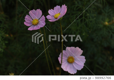 pink colored garden cosmos flower on farm for harvest 98992766
