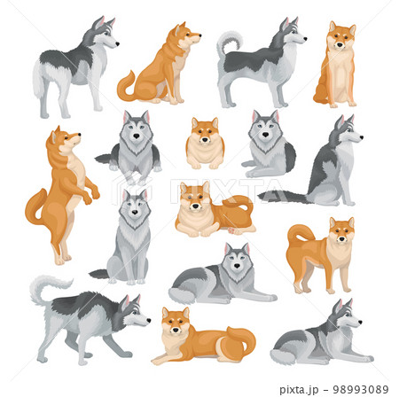 Shiba inu and husky dog set. Purebred pet animals in different poses cartoon vector illustration 98993089