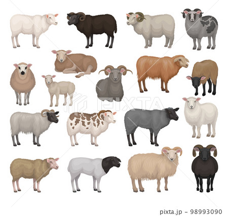 Sheep and rams of different breeds collection. Farm animals with woolly coat and curved horns. Livestock farming cartoon vector illustration Sheep and rams of different breeds collection. Farm animals with woolly coat and curved horns. Livestock farming cartoon vector illustration 98993090