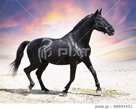 black stallion in nature 98993452