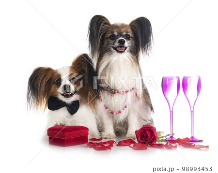 papillon dogs in studio 98993453