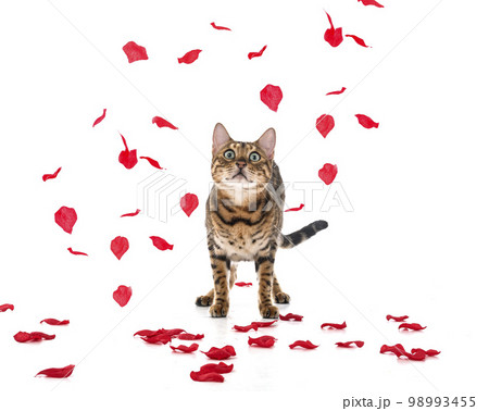 bengal cat in studio 98993455