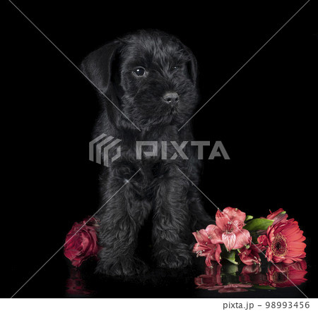 miniature schnauzer in studio 98993456