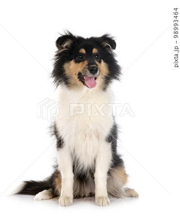 rough collie in studio rough collie in studio 98993464
