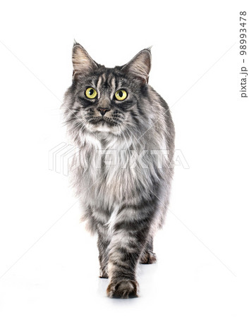 maine coon cat 98993478