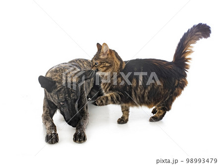 Dutch Shepherd and maine coon 98993479