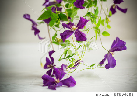 beautiful blooming clematis on a light blurred background 98994083
