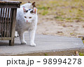 木のベンチから顔をのぞかせる猫、何かを探っている？隠しきれない緊張感【白黒】 98994278