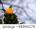 冬の寒い日の柑橘類【2月】 98994279