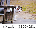 真剣に打ち合わせをしている、白猫 98994281