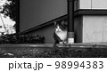 家政婦の猫は観ている【シマ猫】 98994383