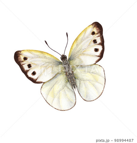Watercolor cabbage butterflies isolated on white background. Perfect for wallpaper, print, textile, nursery, scrapbooking, wedding invitation, banner design, postcards, clothing Watercolor cabbage butterflies isolated on white background. Perfect for wallpaper, print, textile, nursery, scrapbooking, wedding invitation, banner design, postcards, clothing 98994487