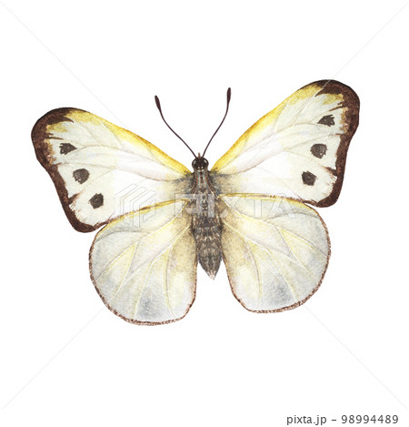 Watercolor cabbage butterflies isolated on white background. Perfect for wallpaper, print, textile, nursery, scrapbooking, wedding invitation, banner design, postcards, clothing 98994489