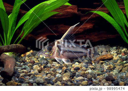 コリドラス・プルケール　ナマズの仲間 98995474