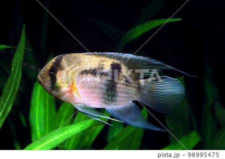 キーホールシクリッド アクアリウム キーホールシクリッド アクアリウム 98995475
