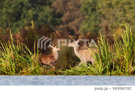 Deer hind with a calf standing close to the pond 98996592