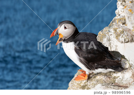 Close up of Atlantic puffin calling on a rock Close up of Atlantic puffin calling on a rock 98996596