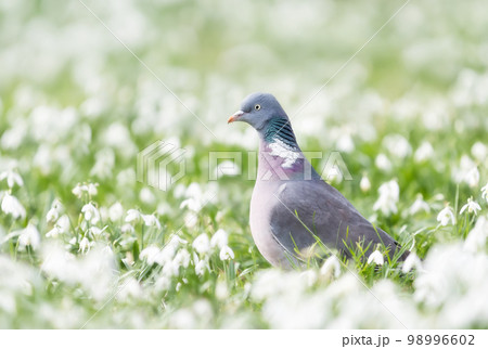 Close up of a Wood pigeon in snowdrops in spring Close up of a Wood pigeon in snowdrops in spring 98996602