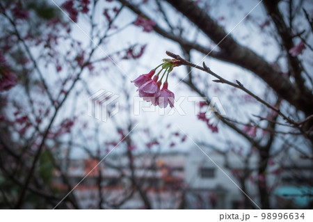 沖縄で日本一早く開花するピンク色の寒緋桜の花 沖縄で日本一早く開花するピンク色の寒緋桜の花 98996634